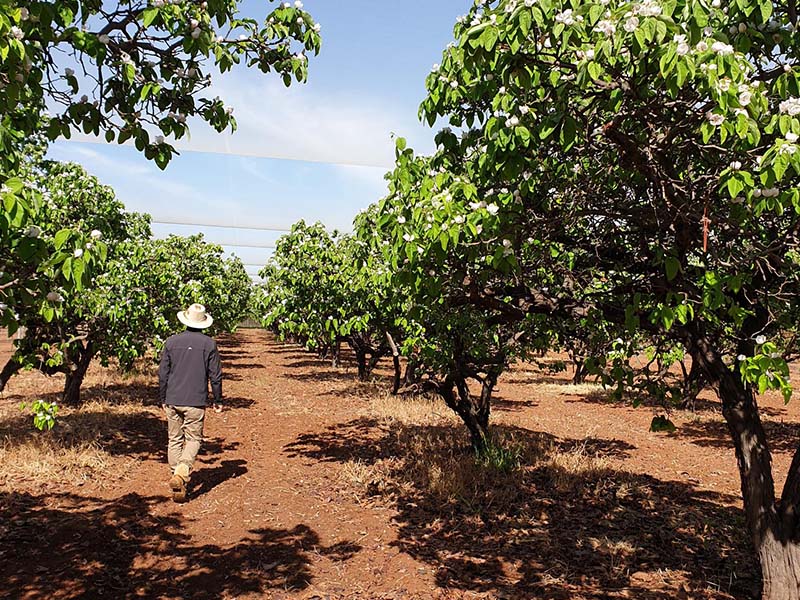 YFRESH-farm-sunny-day